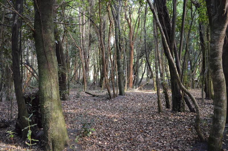 מלון פורטו ואראס Cabanas Ensenada Bosque Nativo מראה חיצוני תמונה