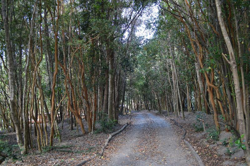 מלון פורטו ואראס Cabanas Ensenada Bosque Nativo מראה חיצוני תמונה